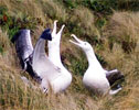 albatrosses