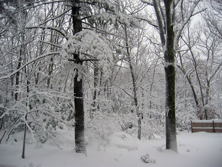 Snowy Backyard