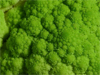 Eat Your Vegetables!