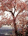 dc_cherry_tree