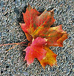 fall_leaves
