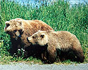 grizzly_and_cub