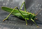 Locust