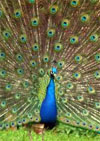 peacock.jpg