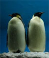 Penguin Pair