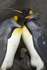 penguins_denmark