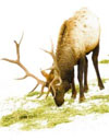 reindeer