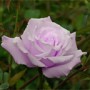 rose2