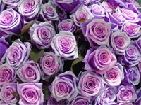roses2