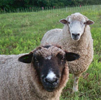 sheep_openview