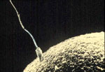 Sperm and egg