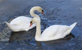 swans