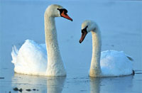 swans